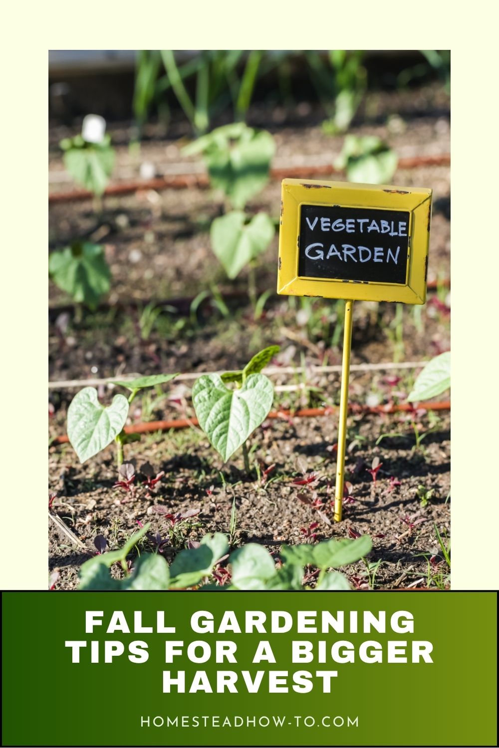 How To Plant A Fall Garden