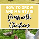 How to Grow and Maintain Grass with Chickens