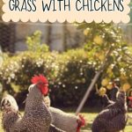 How to Grow and Maintain Grass with Chickens