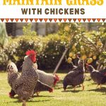 How to Grow and Maintain Grass with Chickens