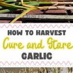 How to Harvest, Cure and Store Garlic