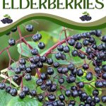 How to Harvest Elderberries