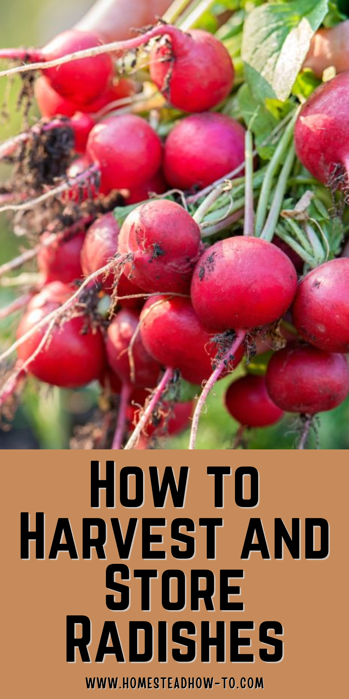How To Harvest And Store Radishes The Right Way