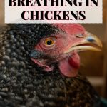 What Causes Rattly Breathing in Chickens?