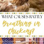 What Causes Rattly Breathing in Chickens