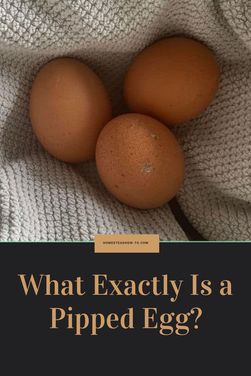 Pipped Eggs And Chick Hatching Process: Incubation Tips & Care