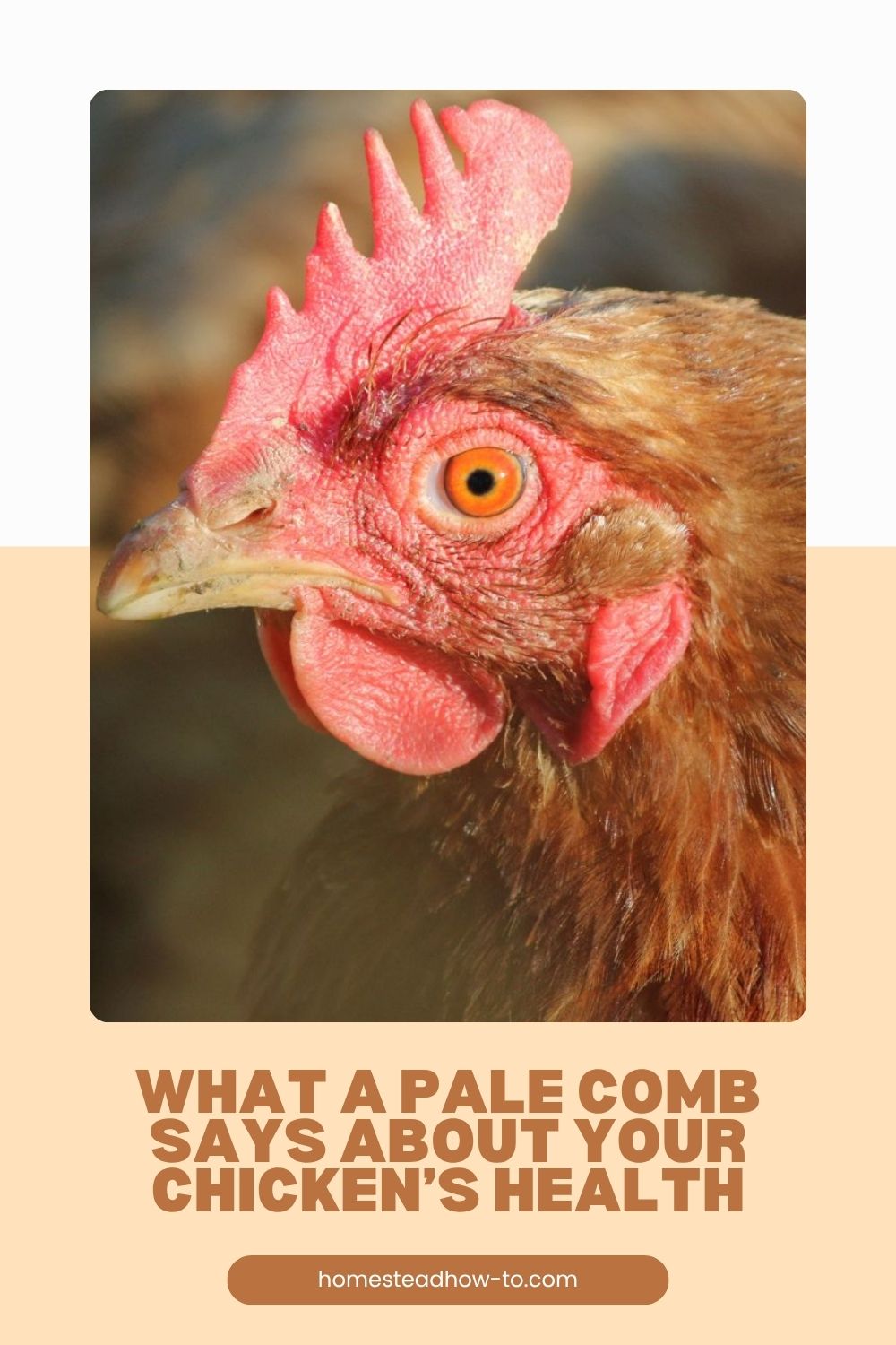 What A Pale Comb Says About Your Chicken’s Health