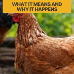 Why Do Chickens Make Honking Noises What It Means and Why It Happens