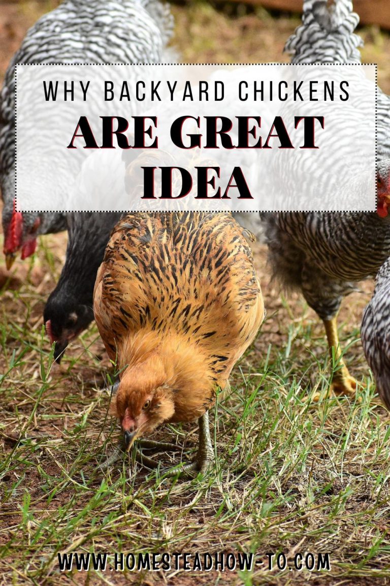 12 Reasons Why Keeping Chickens In Your Backyard Is A Great Idea
