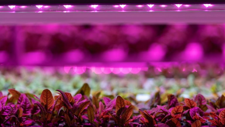 How Grow Lights Can Help You Start Seeds Indoors All Winter Long
