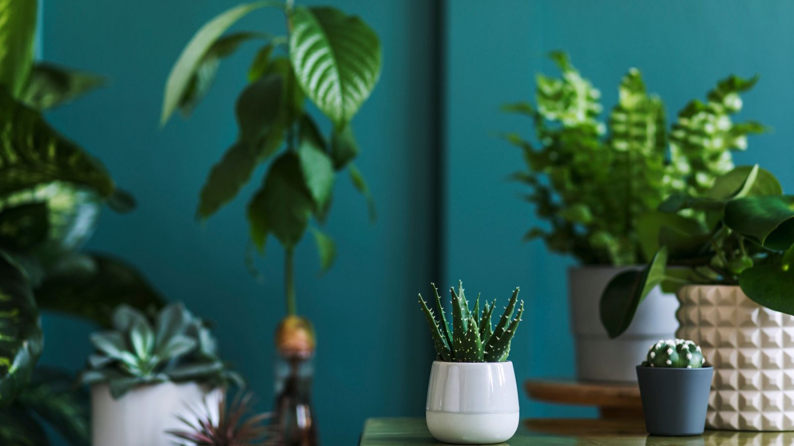 12 Plants That Naturally Help Eliminate Everyday Household Odors