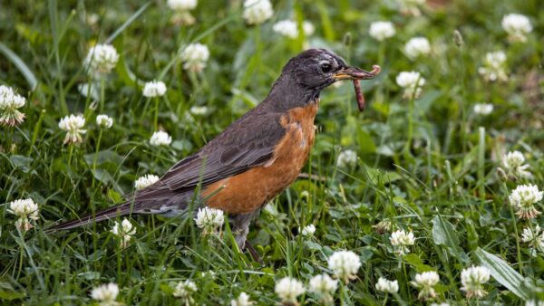 Robin Bird Eating Rice 23 Stunning Birds You May See In Your Backyard