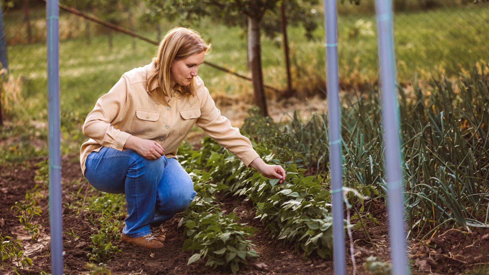 What To Plant In The Fall Vegetable Garden Homestead How To what-to-plant-in-the-fall-vegetable-garden-homestead-how-to