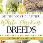 10 of the Most Beautiful White Chicken Breeds to Add to Your Flock