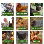 19 Chicken Breeds That Lay Colored Eggs