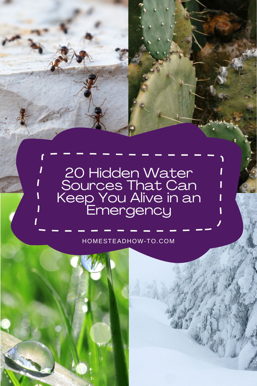 20 Hidden Water Sources That Can Keep You Alive In An Emergency