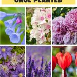 28 Colorful Perennials That Will Never Leave Your Garden Once Planted