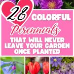 28 Colorful Perennials That Will Never Leave Your Garden Once Planted