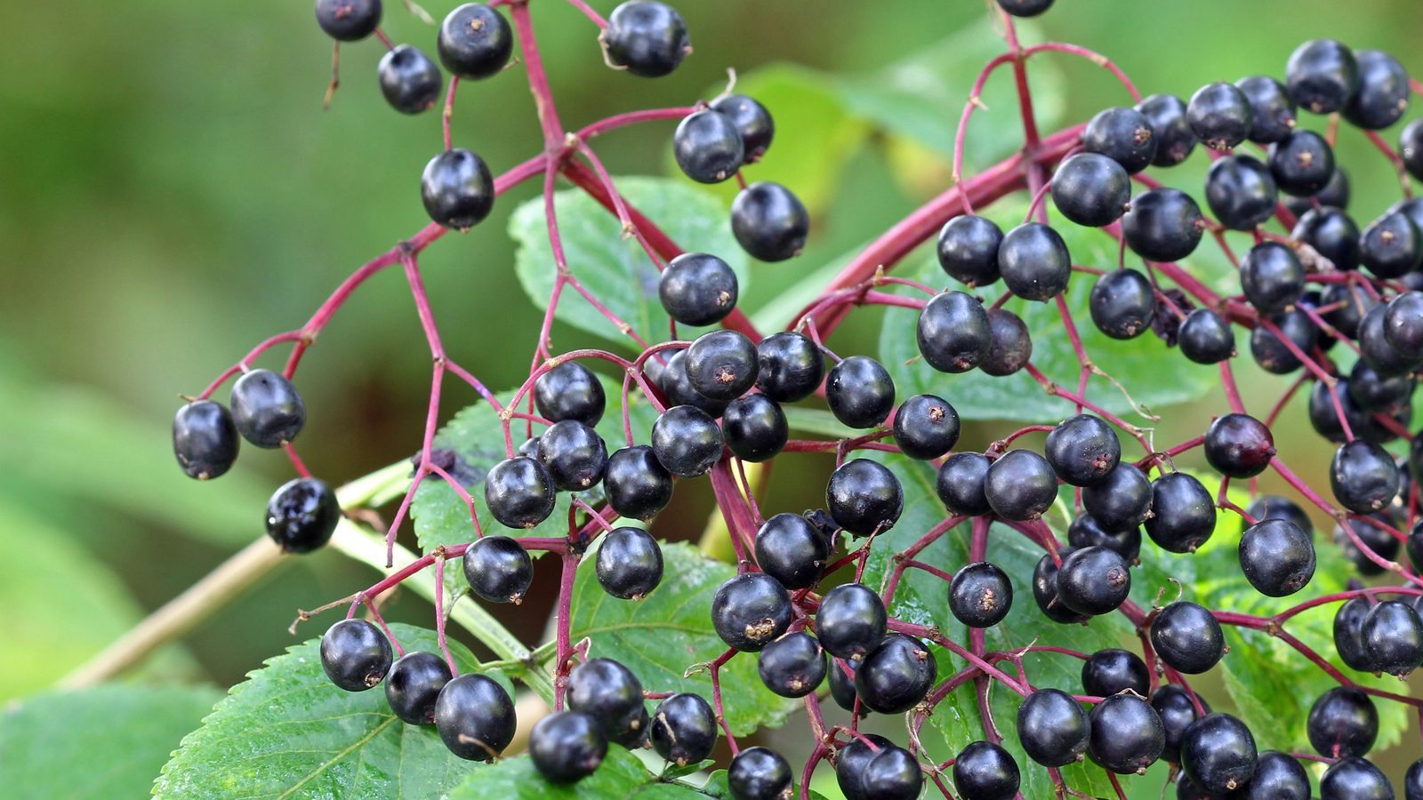 Elderberries elderberry