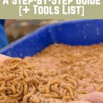 How to Breed Mealworms for Chicken Feed A Step-by-Step Guide [+ Tools List]