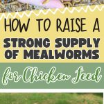 How to Raise a Strong Supply of Mealworms for Chicken Feed pin