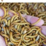 How to Raise mealworms for free chicken feed pin
