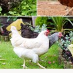 The Best Chickens for Beginners (That Lay Lots of Eggs) Pin