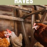 What Should Be Inside Your Chicken Coop Coop Must Haves