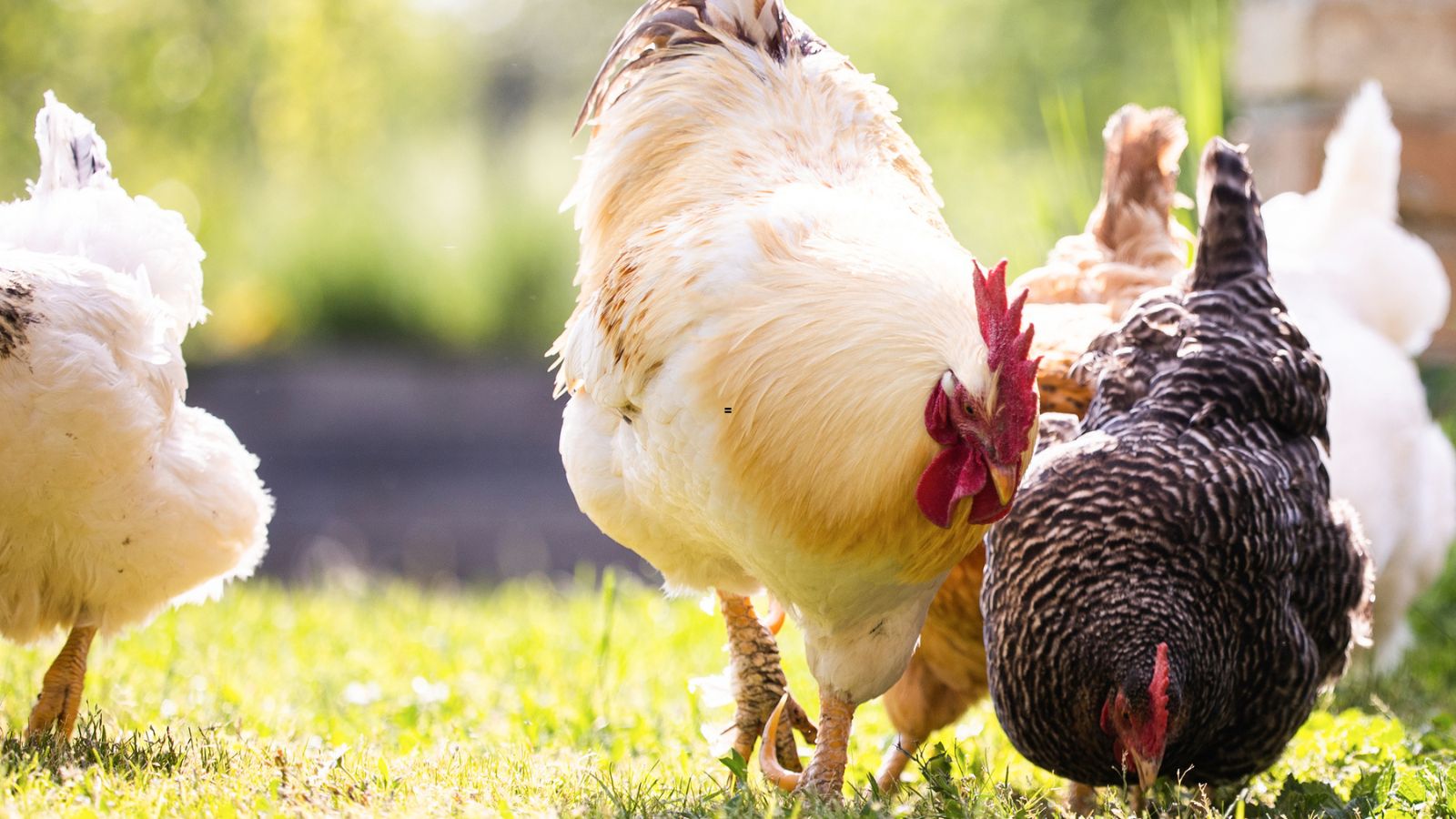 The Best Vitamins for Your Backyard Chickens