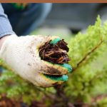 garden bed mulch ideas