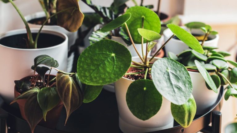 How to Travel Without Killing Every Plant You Own