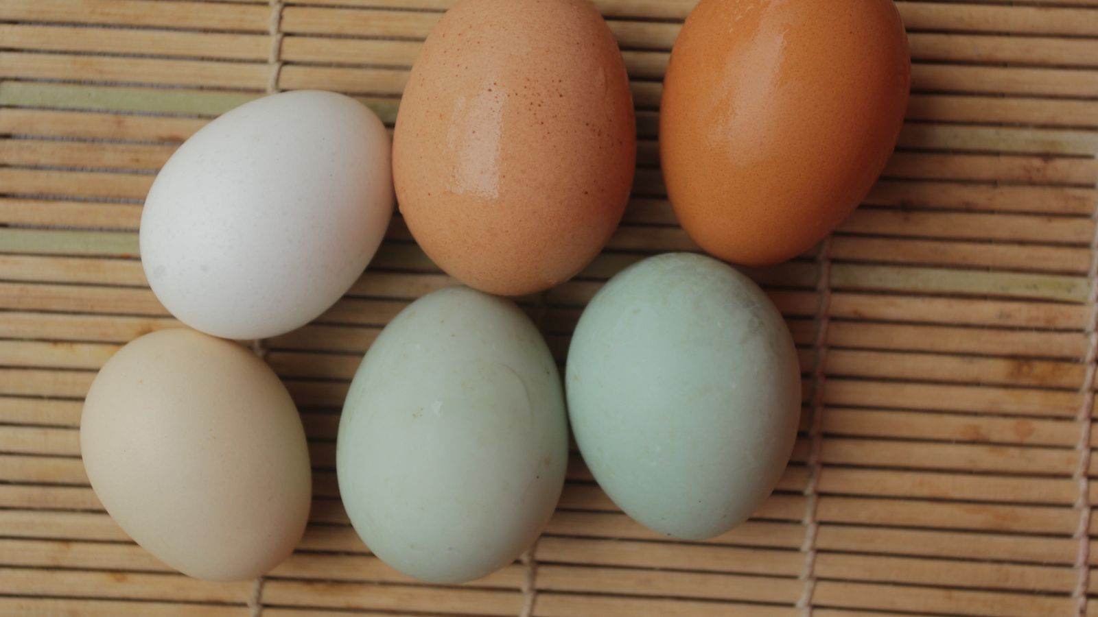 sky blue brown chicken eggs