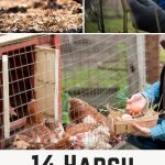 14 Harsh Truths About Homesteading