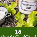 15 uses for food grade diatomaceous earth