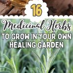 16 Medicinal Herbs to Grow in Your Own Healing Garden