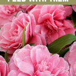 Don’t Waste Your Coffee Grounds 16 Plants You Can Feed with Them