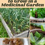 Healing Plants to Grow in a Medicinal Garden