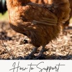 How to Support Chickens at the Bottom of the Pecking Order Pin