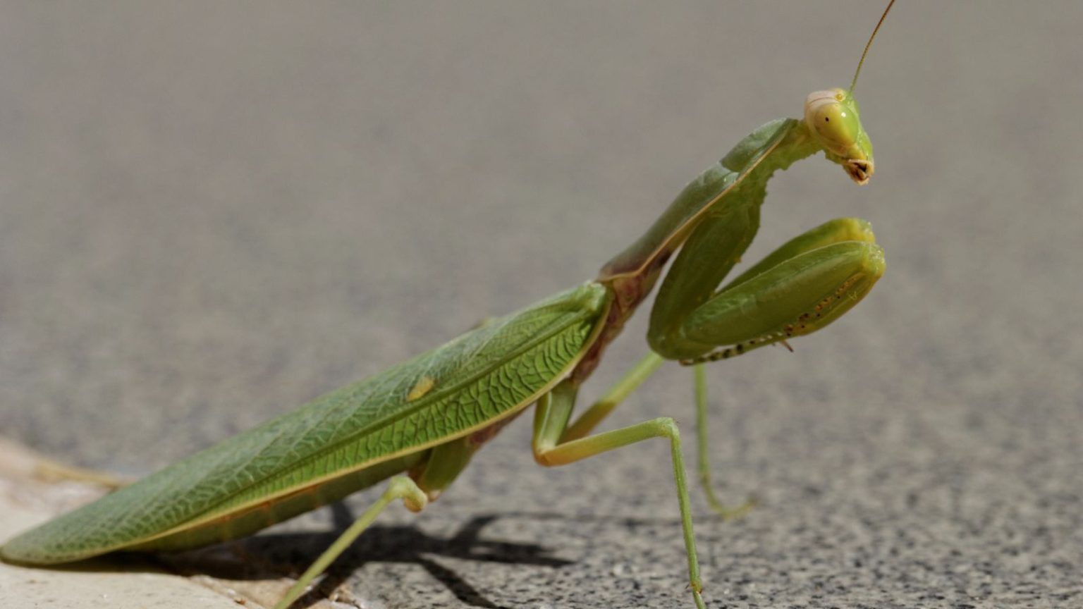 Thrive Insects Don’t You Dare Kill That Bug! 18 Insects That Help Your Garden Thrive