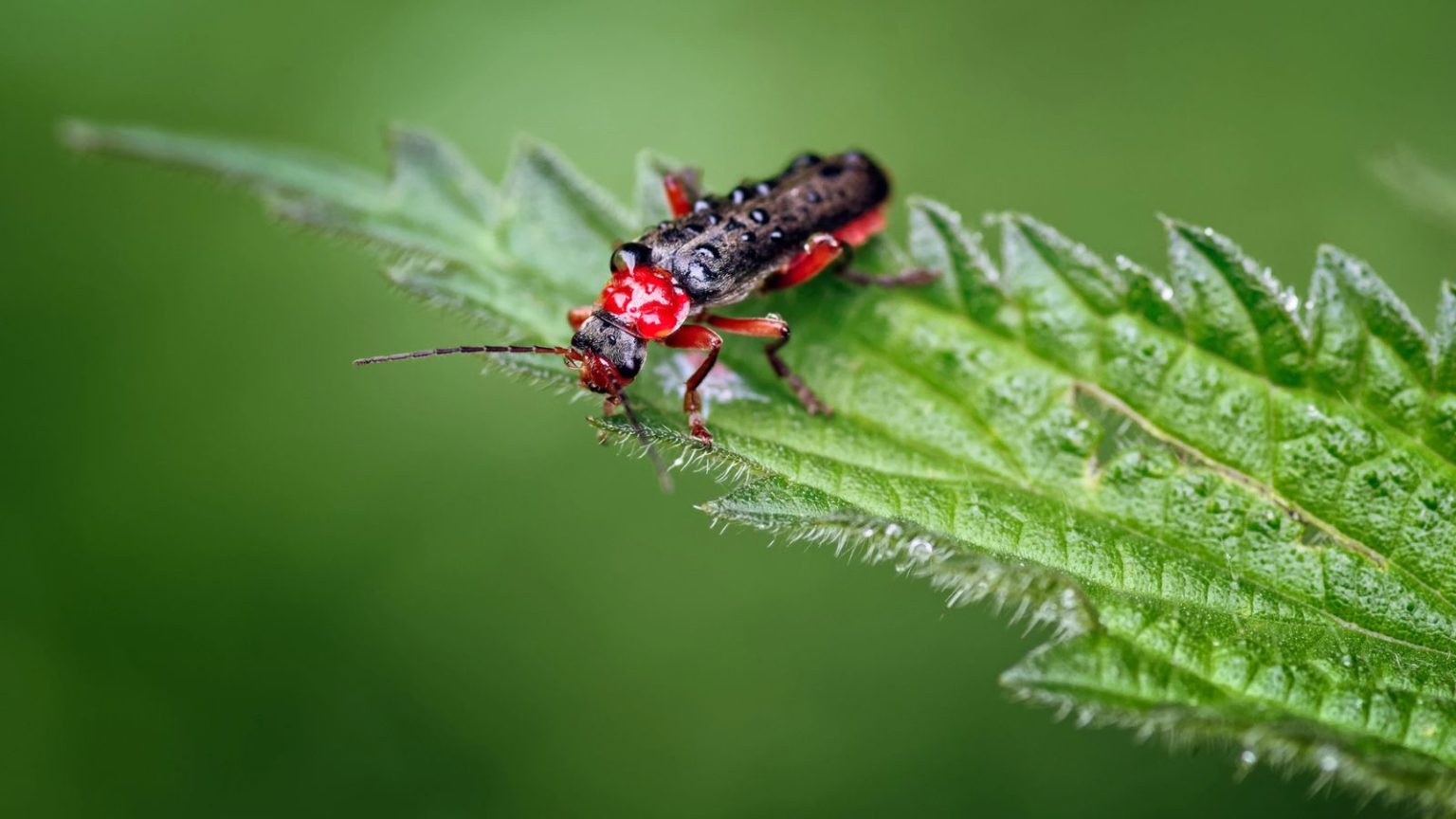 Thrive Insects Don’t You Dare Kill That Bug! 18 Insects That Help Your Garden Thrive
