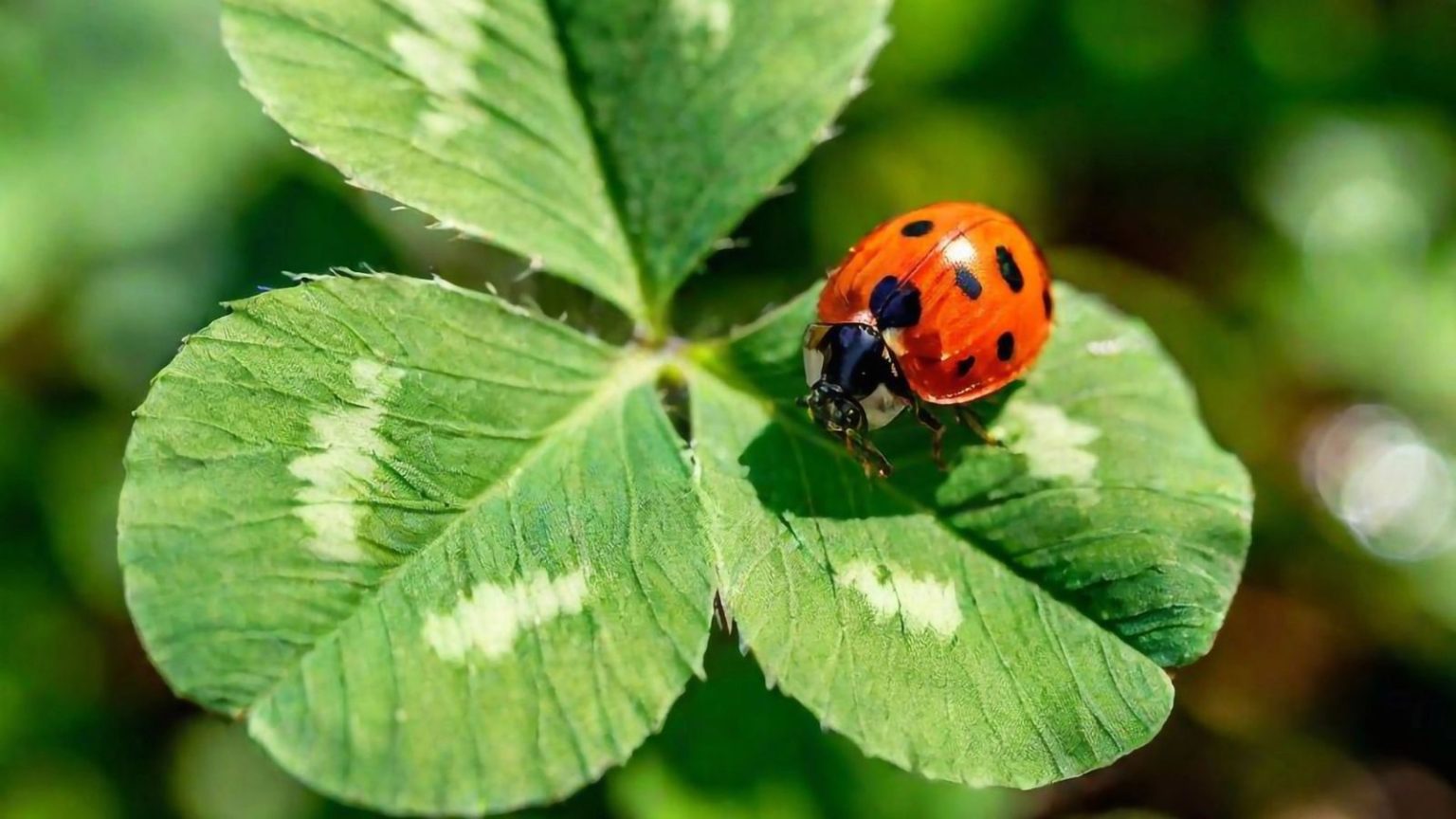 Often Feared, Rarely Understood — These Animals Actually Support A ...