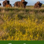 Best States to Homestead In Pin