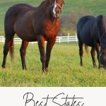 Best States to Move to for Homesteading Pin