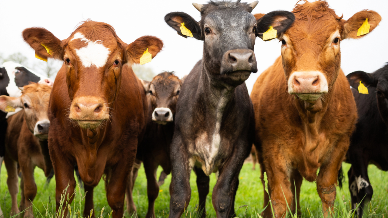 18 Ways To Protect Your Livestock From Predators