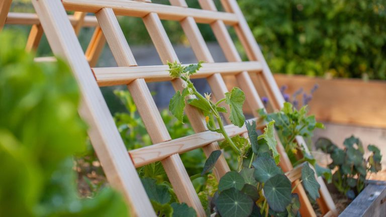 9 Beautiful Trellis Designs You Can Build for Your Climbing Plants