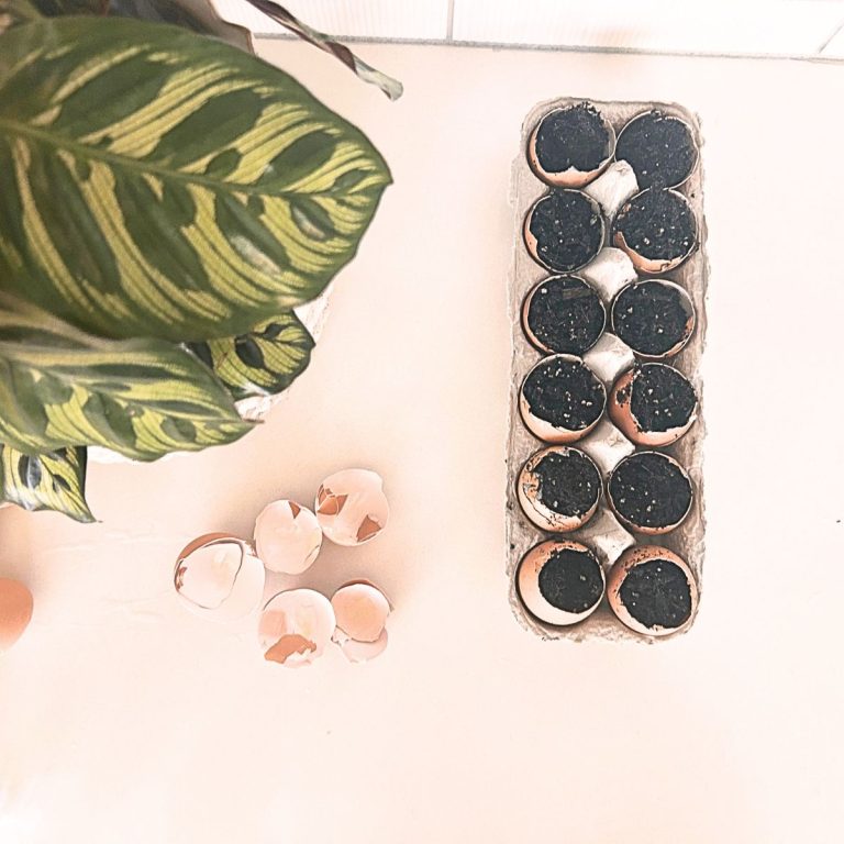 How to Make Eggshell Seed Starters