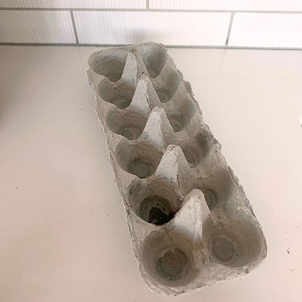 How to Start Seeds in an Egg Carton 2 1 2
