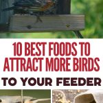 10 Best Foods to Attract More Birds to Your Feeder