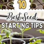 10 Best seed starting tips