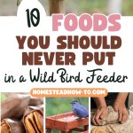 10 Foods You Should Never Put in a Wild Bird Feeder